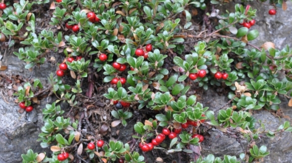 Arctostaphylos uva-ursi / Uva ursina